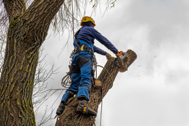 Best Firewood Processing and Delivery  in Boonsboro, MD