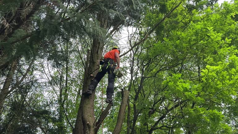 Reliable Boonsboro, MD  Tree Services Solutions