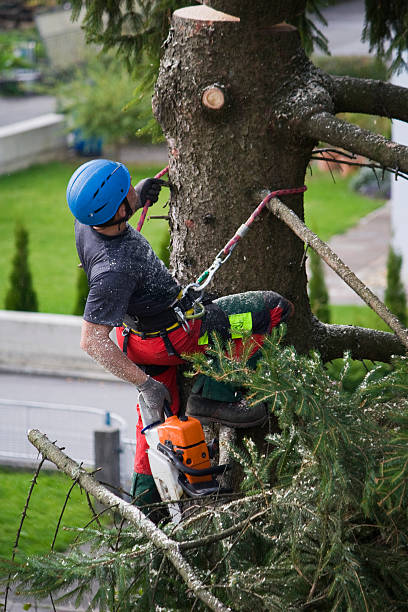 Best Utility Line Clearance  in Boonsboro, MD