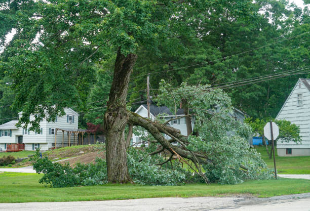  Boonsboro, MD Tree Services Pros