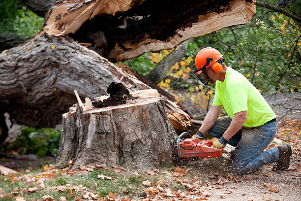 Best Arborist Consultation Services  in Boonsboro, MD