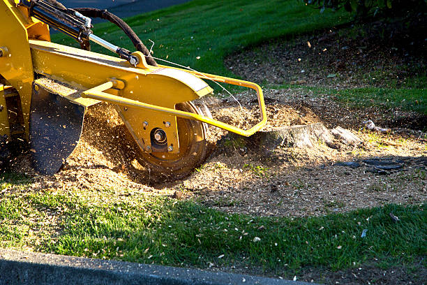 Best Tree Trimming and Pruning  in Boonsboro, MD